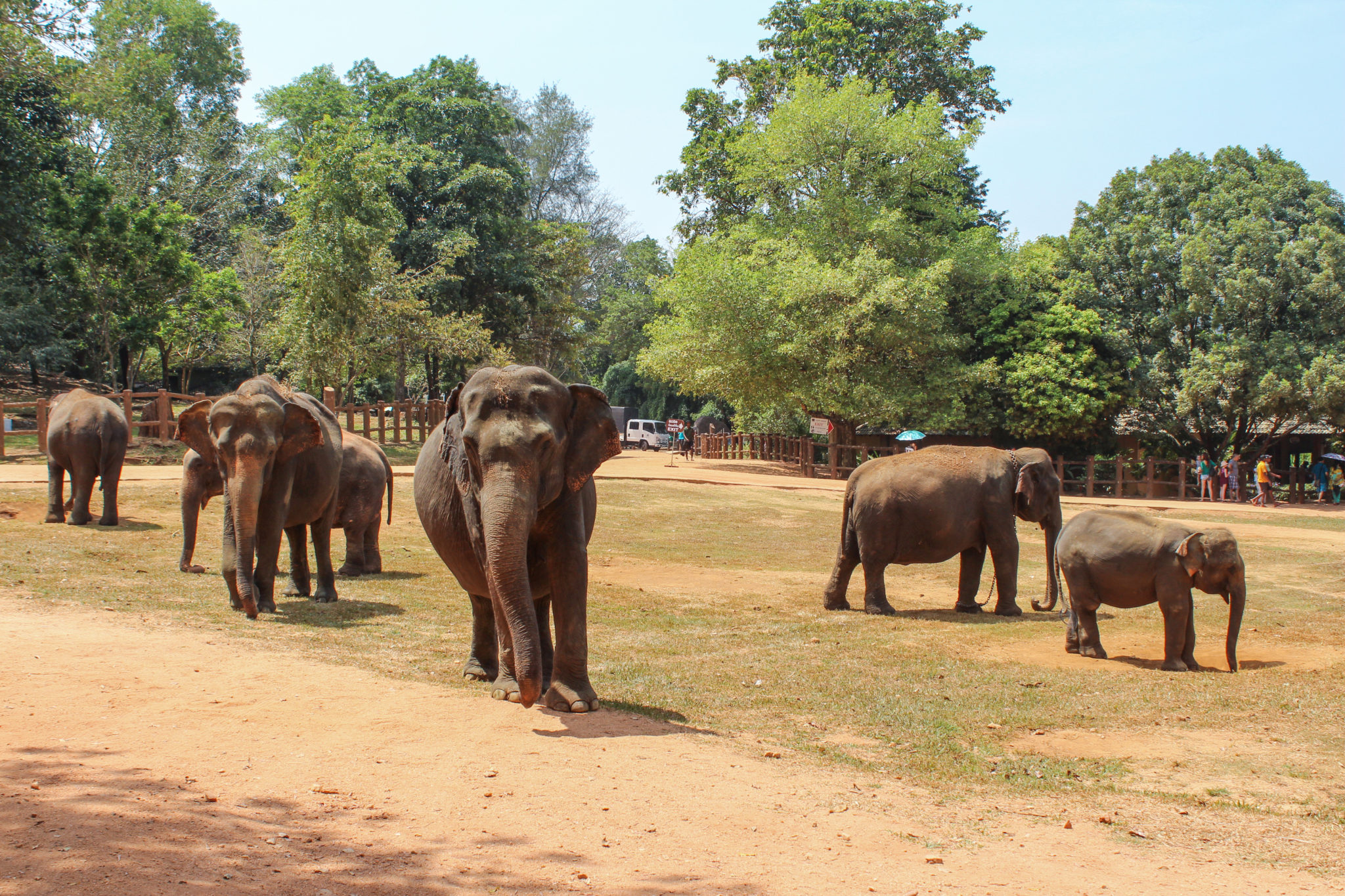 Pinnawala Elephant Orphanage