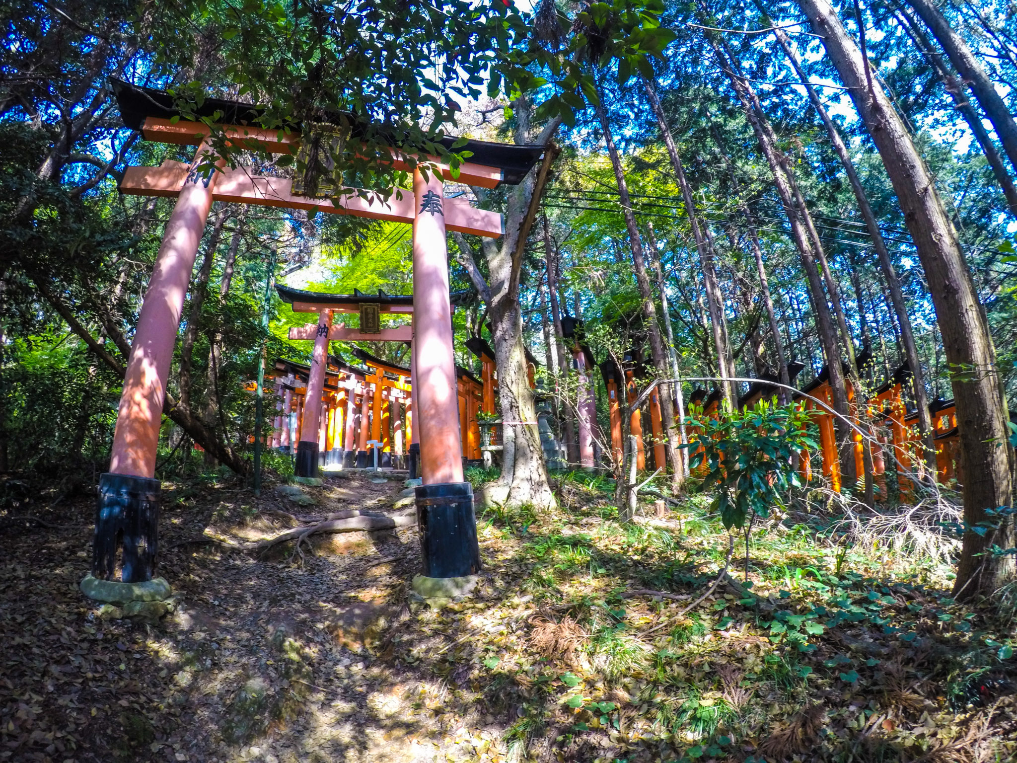 Fushimi Inari